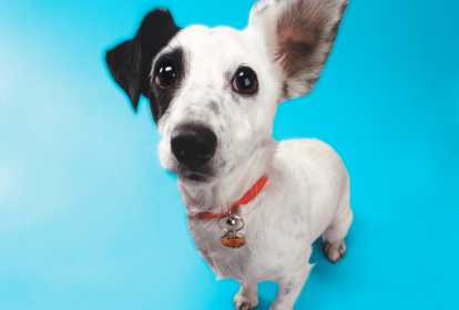 Dica #7: Desenvolva Empatia e Responsabilidade nos Pequenos - inspiração 2