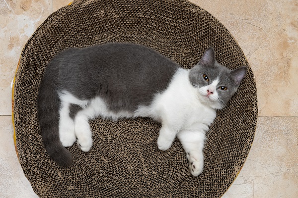 O Corte Preciso: Garantindo Camadas Firmes e Seguras - inspiração 1