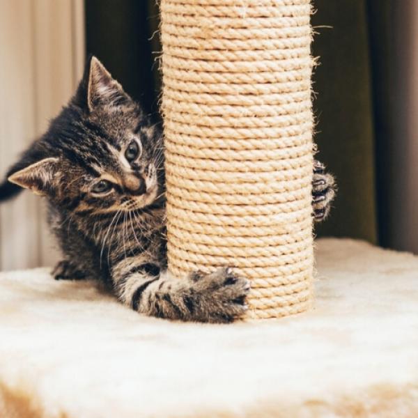 O Toque Final: Deixando o Arranhador Mais Atrativo - inspiração 1