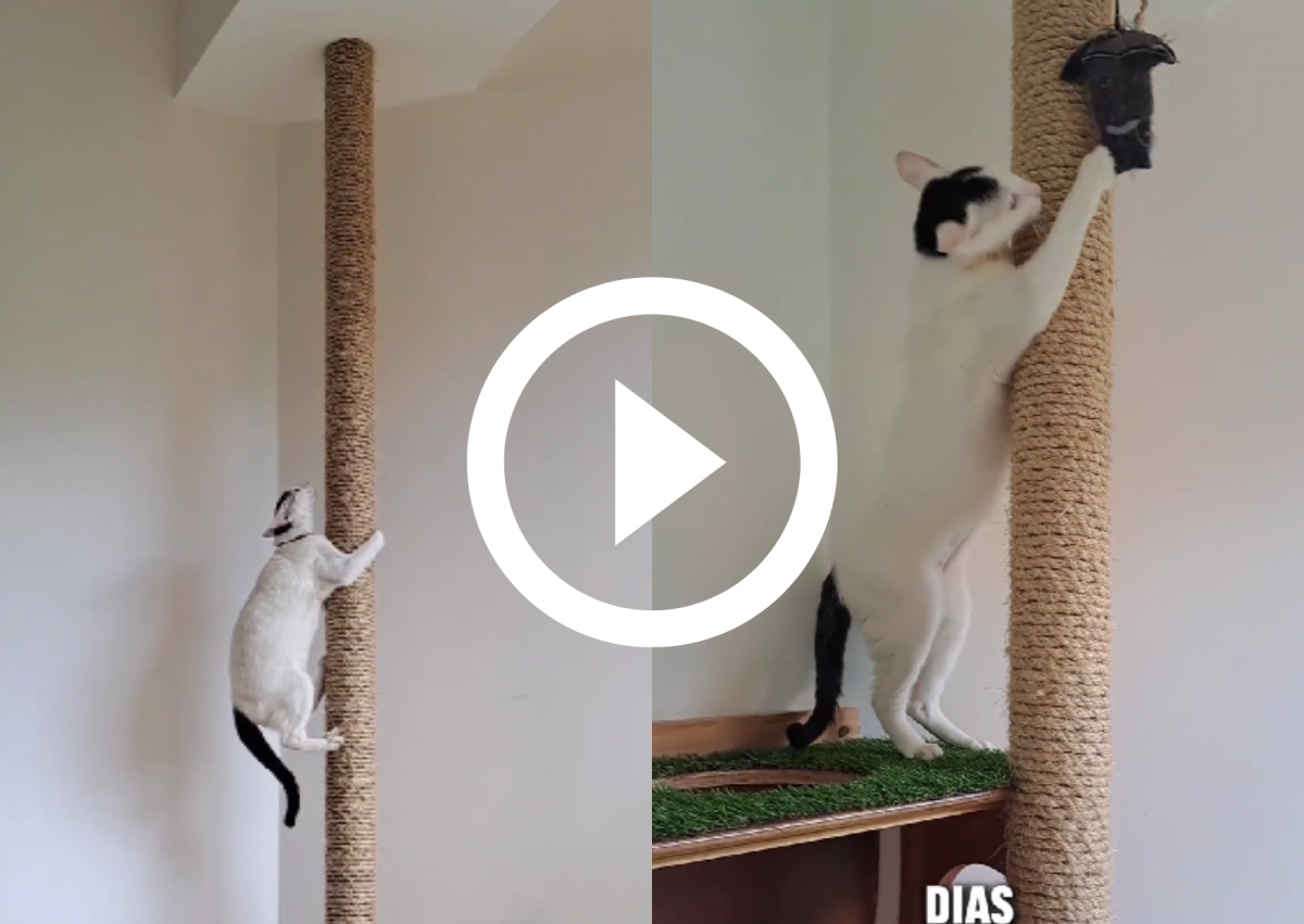 Onde Posicionar: Encontrando o Local Perfeito no Lar - inspiração 1