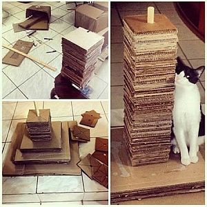 Incentivando o Uso: Dicas para Seu Gato Amar o Novo Brinquedo - inspiração 2