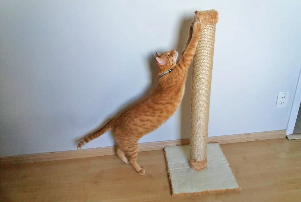 Manutenção Simples: Prolongando a Vida Útil do Arranhador - inspiração 2