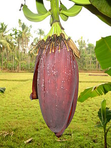 Açúcar Mascavo vs. Rapadura: Qual a Melhor Opção? - inspiração 3