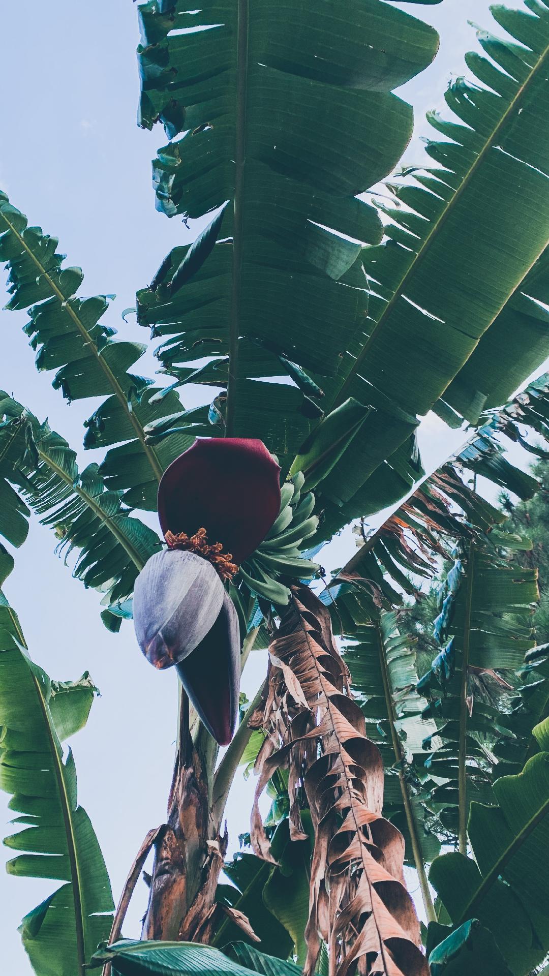 Xarope Turbinado: Receita para Combater a Tosse Noturna - inspiração 2