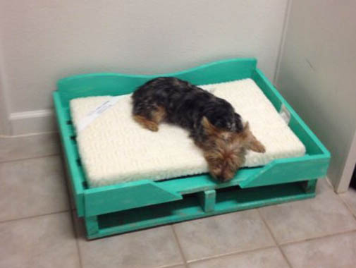 Ergonomia e Saúde: Por Que uma Boa Cama é Essencial para Seu Cão - inspiração 2