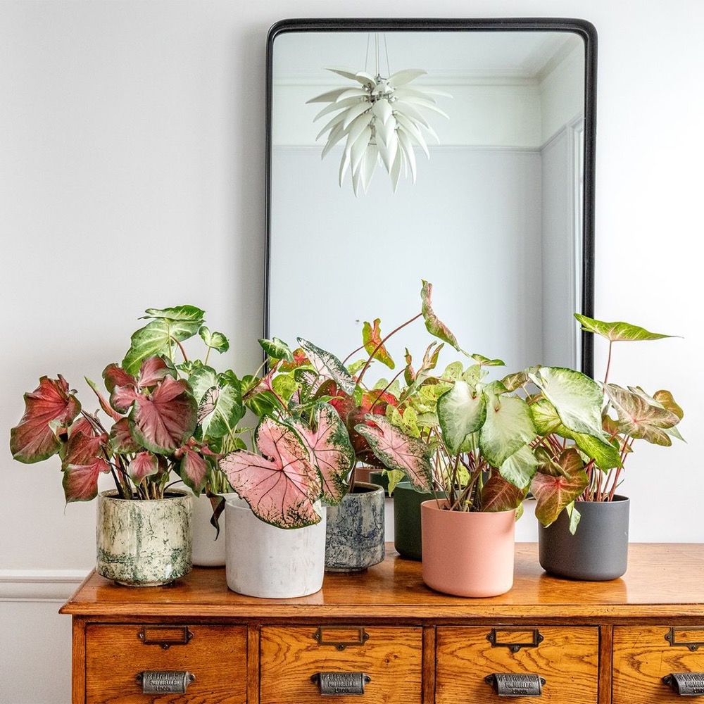 Plantas na Cozinha: Frescor e Sabor - inspiração 2