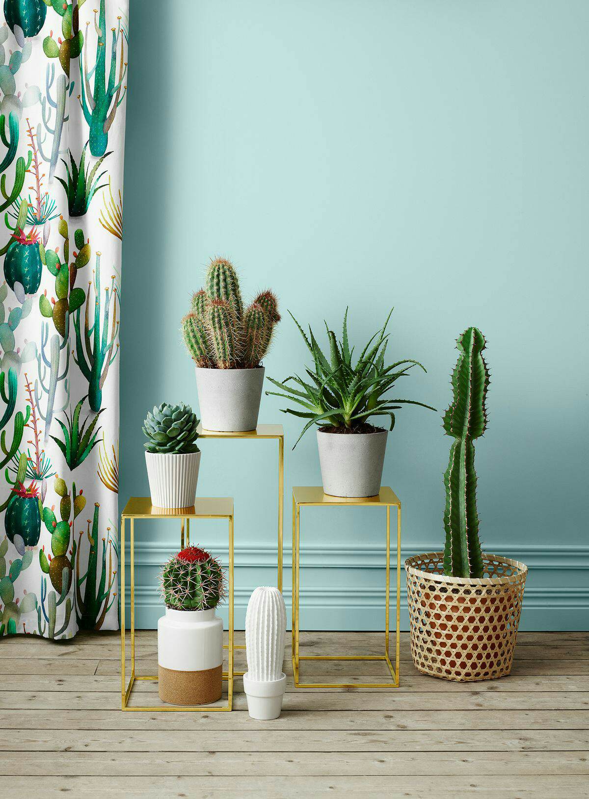 Decoração com Cactos e Suculentas: Praticidade e Charme - inspiração 3