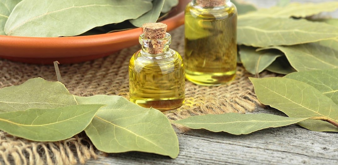 Um Toque Aromático: Criando Ambientes Relaxantes com Louro - inspiração 2