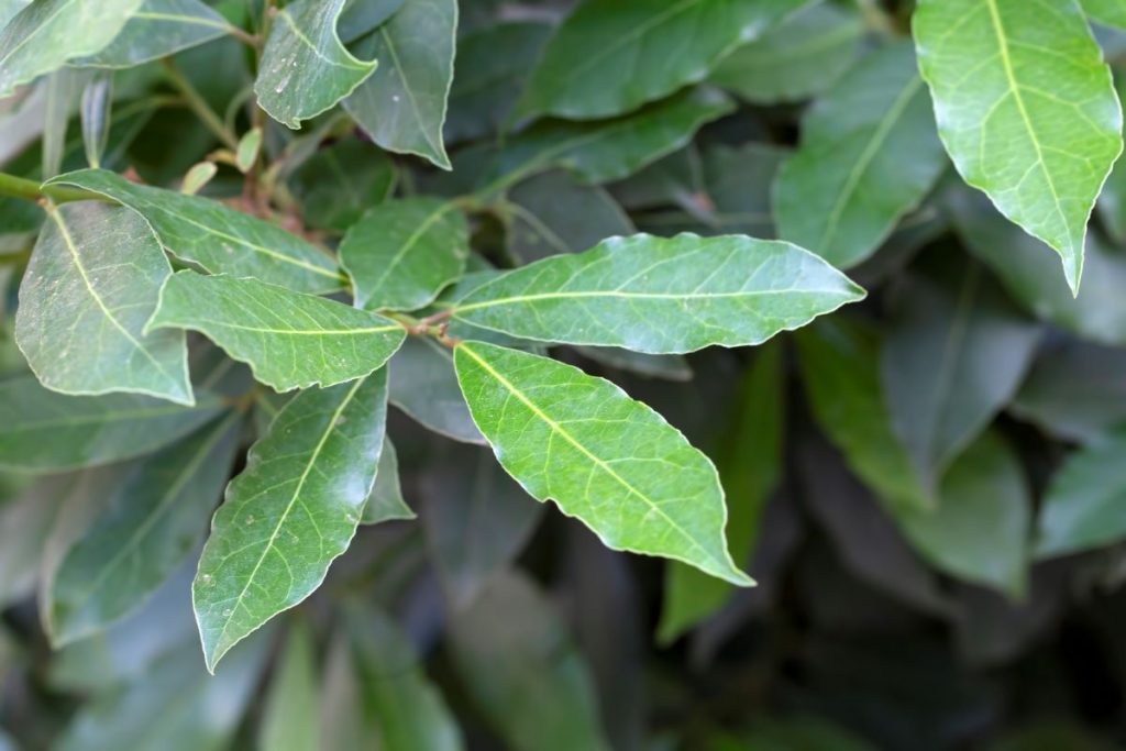 Louro para um Coração Saudável: Fortalecendo Seu Sistema Cardiovascular - inspiração 2