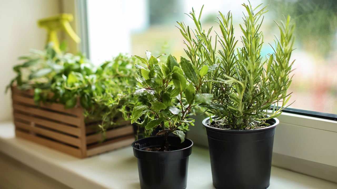 Repelente Natural: Diga Adeus aos Insetos de Forma Orgânica - inspiração 1