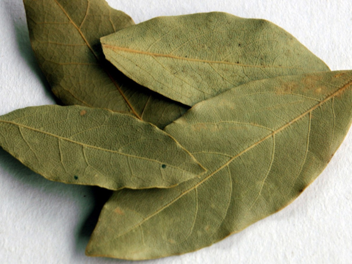 Repelente Natural: Diga Adeus aos Insetos de Forma Orgânica - inspiração 3