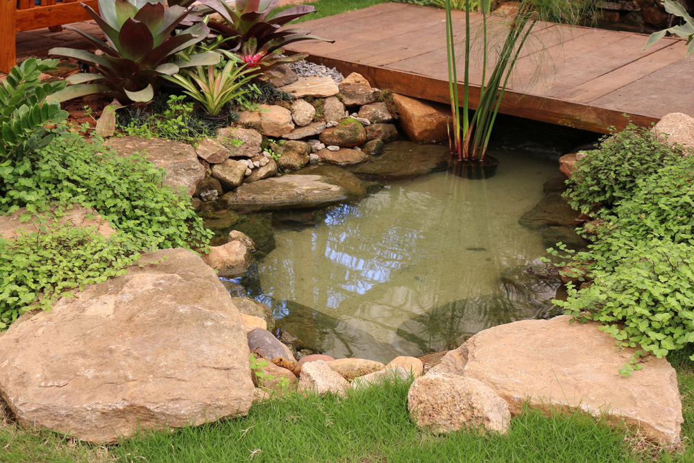 Escolha do Aquário ou Tanque: Onde Seus Peixes Vão Morar? - inspiração 1