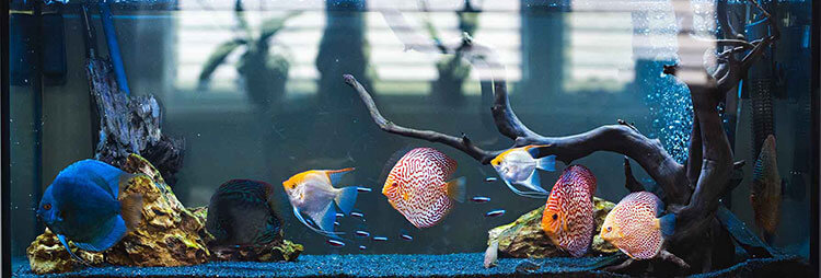 Quarentena: Previna Doenças e Proteja Seus Peixes - inspiração 1