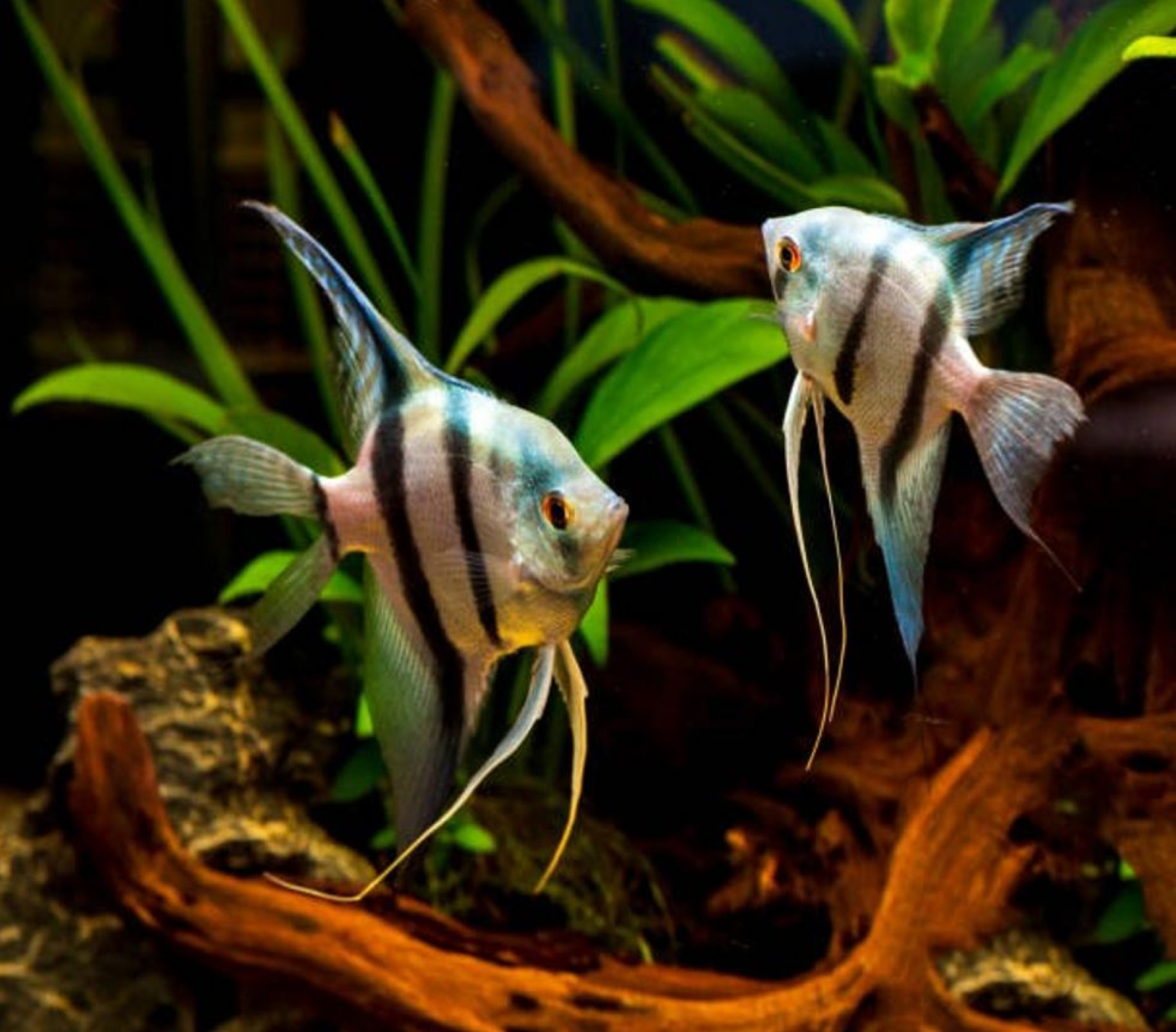 Quarentena: Previna Doenças e Proteja Seus Peixes - inspiração 3