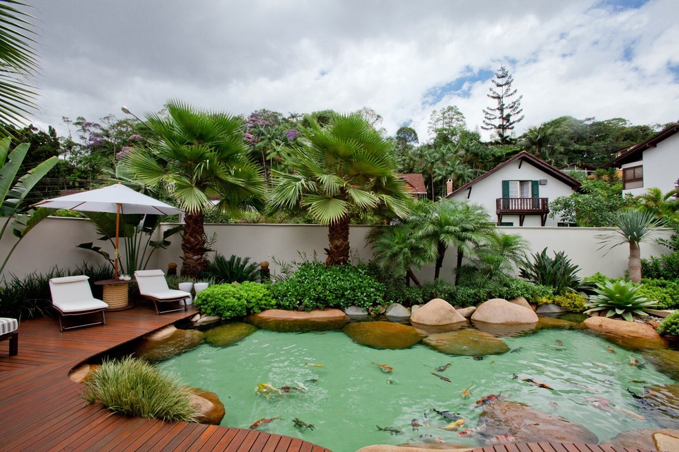 Ciclagem do Aquário: O Segredo para um Ambiente Livre de Amônia - inspiração 1