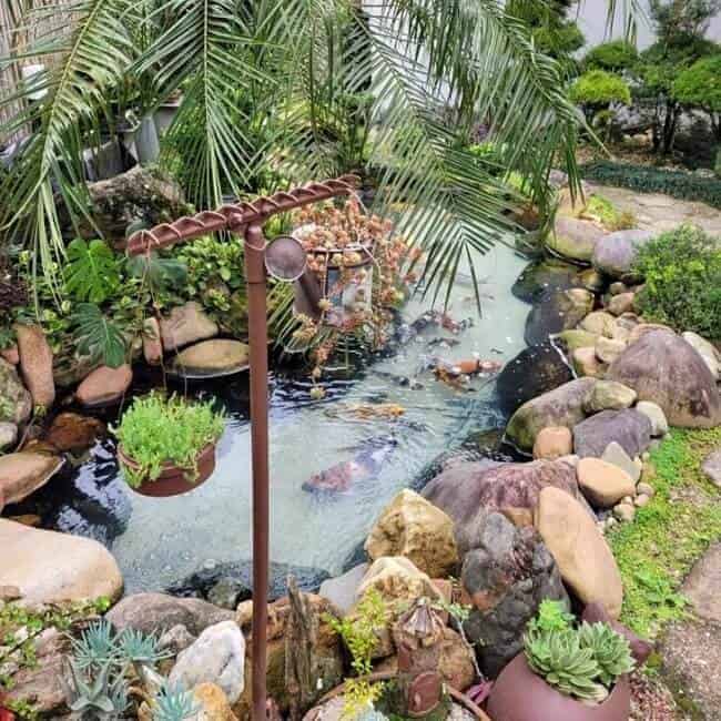 Guppies, Tetras e Cia: Peixes Ideais para Iniciantes - inspiração 2