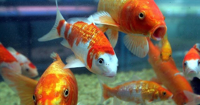 TPAs: Trocas Parciais de Água que Fazem Toda a Diferença - inspiração 3