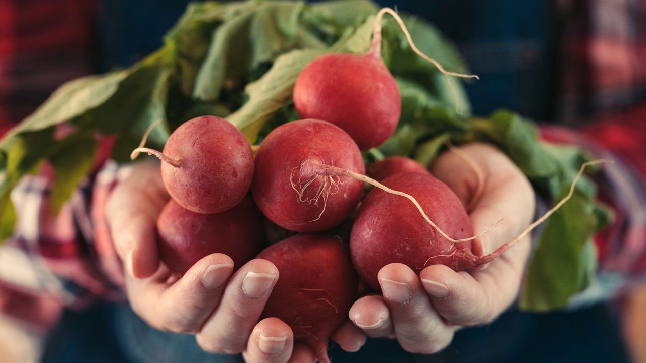 Rabanete: Um Suporte Nutricional Rico em Antioxidantes - inspiração 2