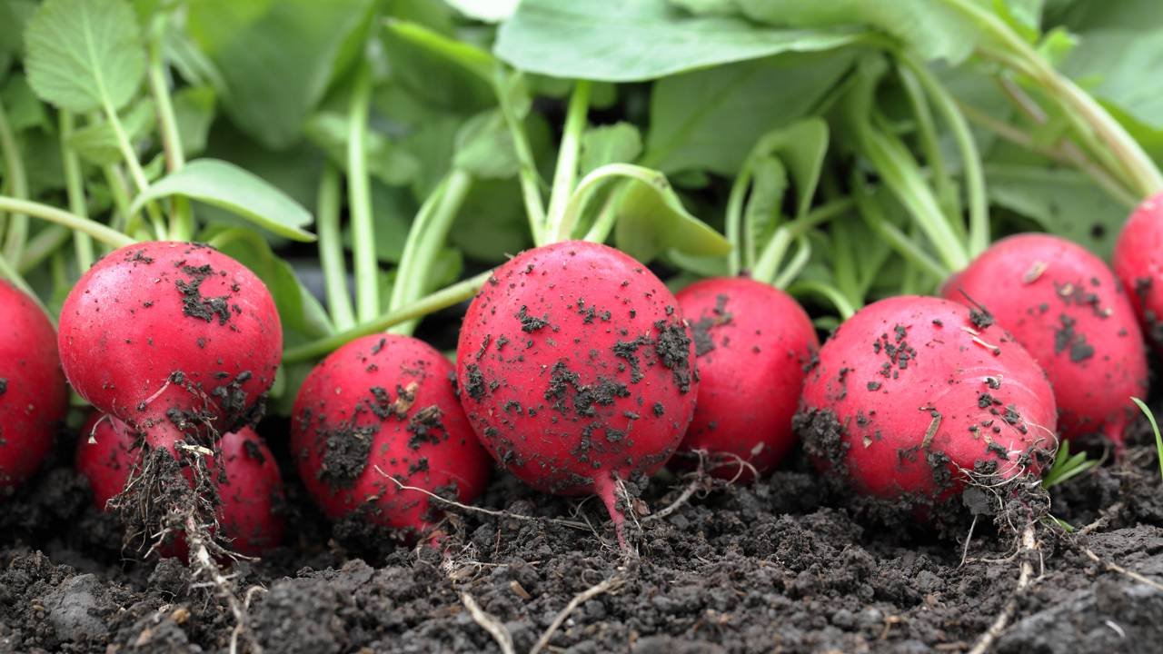 Não Desperdice as Folhas: Fonte Extra de Fibras e Nutrientes - inspiração 2