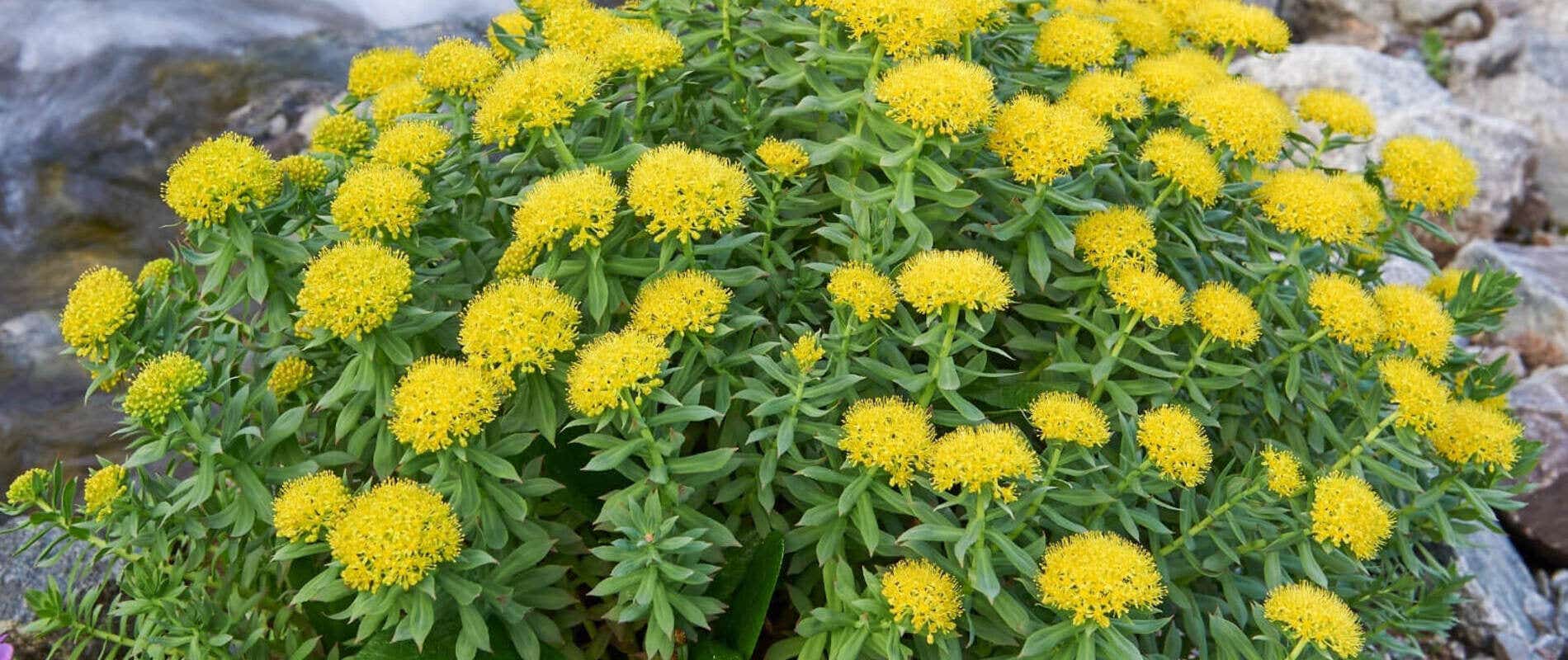 Dosagem Ideal e Quando Tomar Rhodiola para Melhores Resultados - inspiração 3
