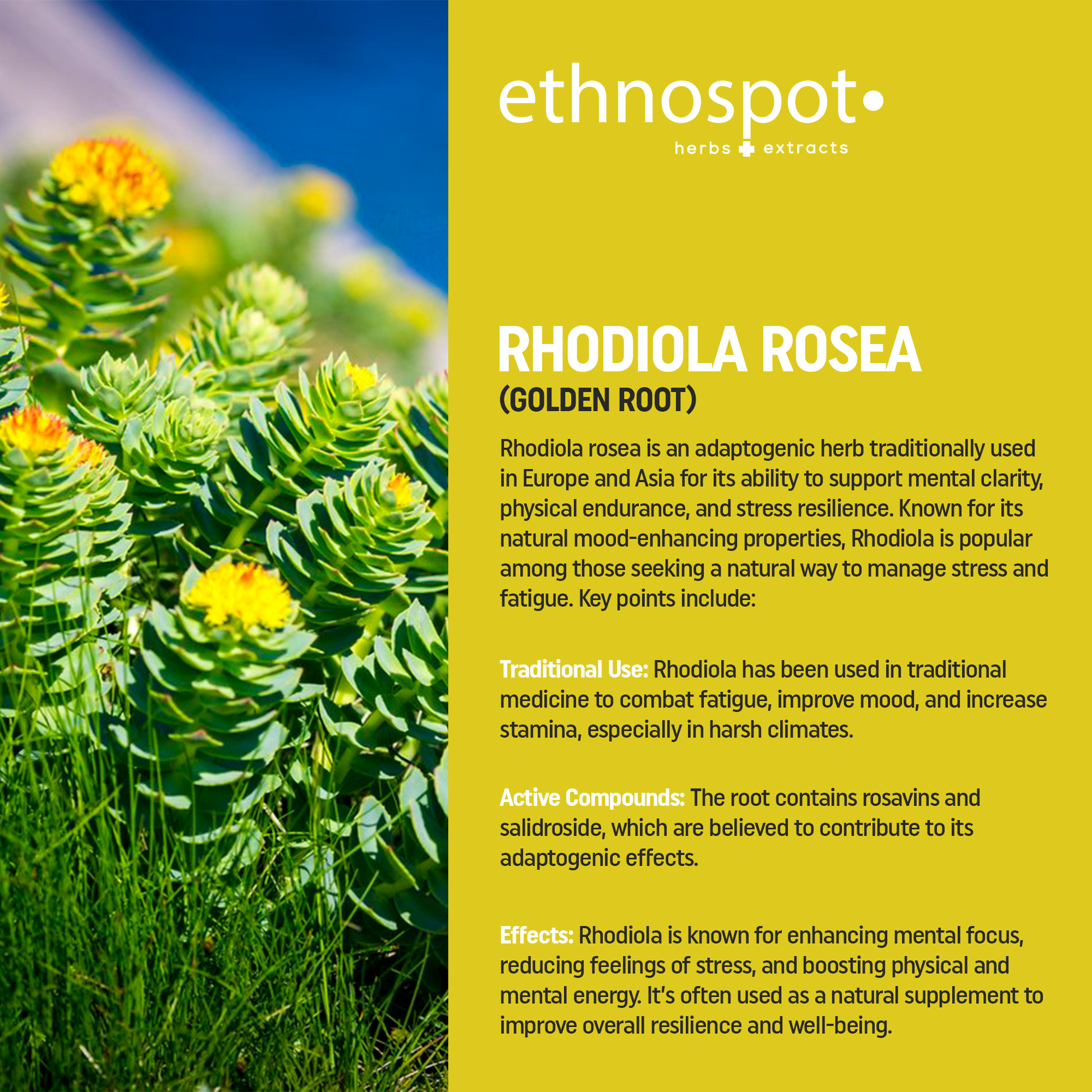Melhorando a Memória e a Capacidade de Aprendizado com Rhodiola - inspiração 1
