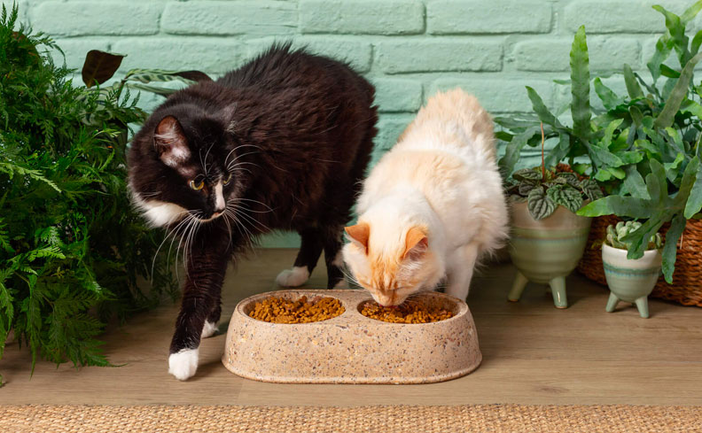 Enriquecimento Ambiental: Mentes Ativas, Pets Felizes - inspiração 1