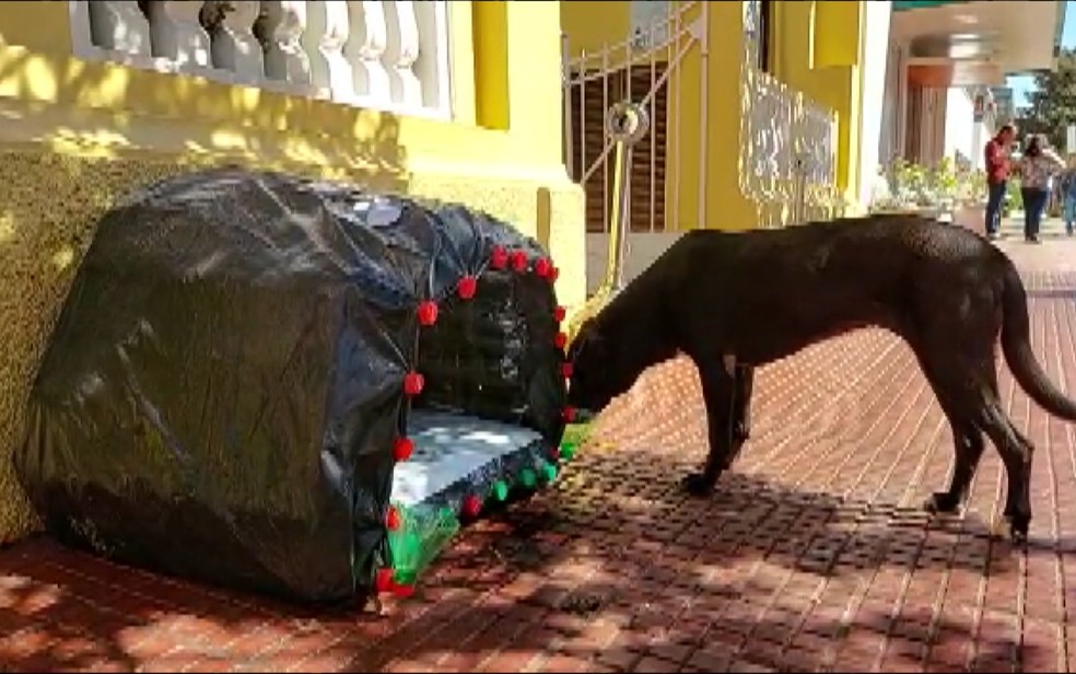 Escolhendo o Local Certo: Onde Posicionar o Bebedouro - inspiração 1