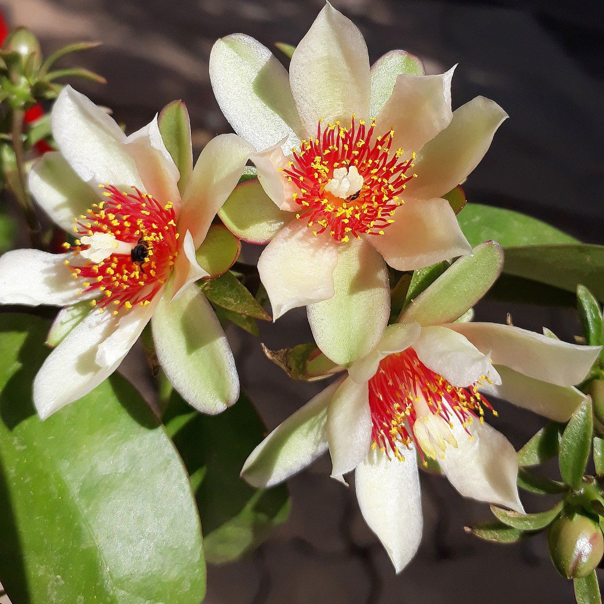 A Limpeza Essencial: Higienizando Suas Folhas Para o Chá - inspiração 2