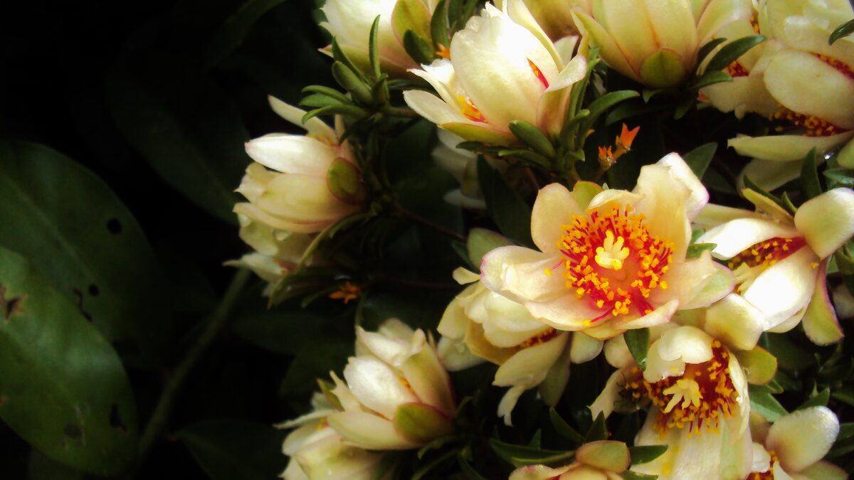 A Temperatura Certa: A Água Ideal Para Extrair os Nutrientes - inspiração 2