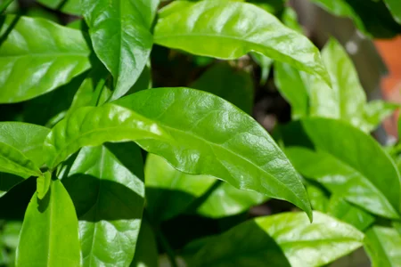 Armazenamento Inteligente: Como Guardar o Chá Sobressalente - inspiração 1