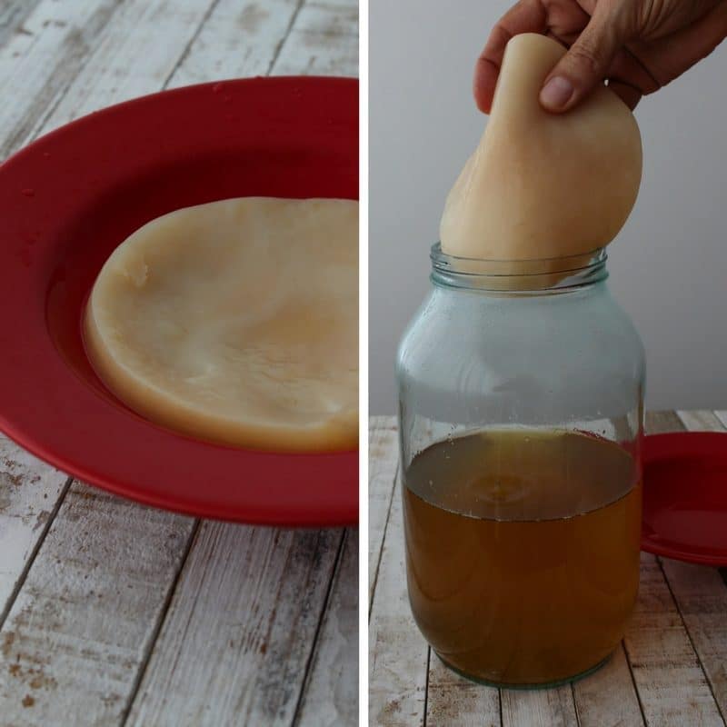 O Papel Crucial do SCOBY: Entendendo seu Inoculante Vivo - inspiração 1