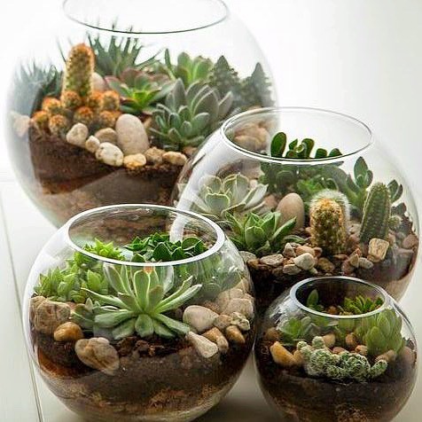 Plantando com Cuidado: O Momento de Acomodar Suas Novas Moradoras - inspiração 1