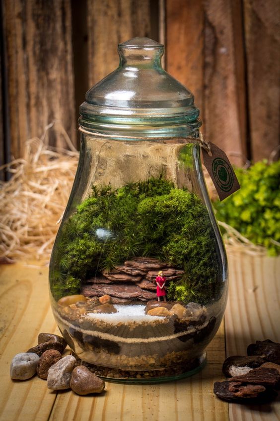 Plantando com Cuidado: O Momento de Acomodar Suas Novas Moradoras - inspiração 2