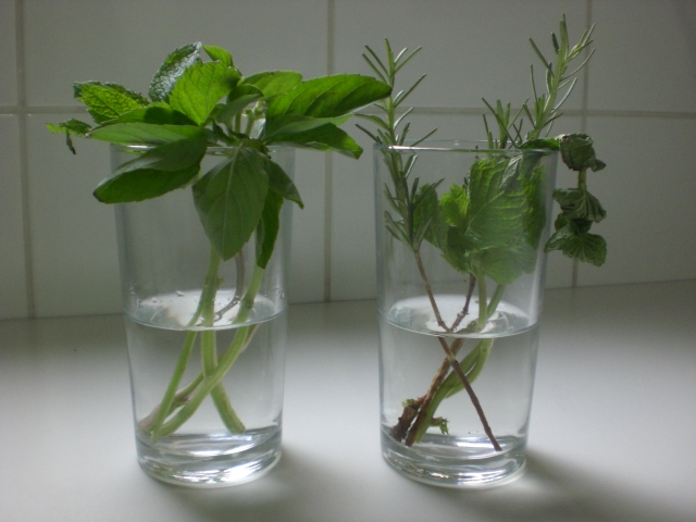 Escolhendo a Planta Mãe Ideal para Suas Mudas - inspiração 2