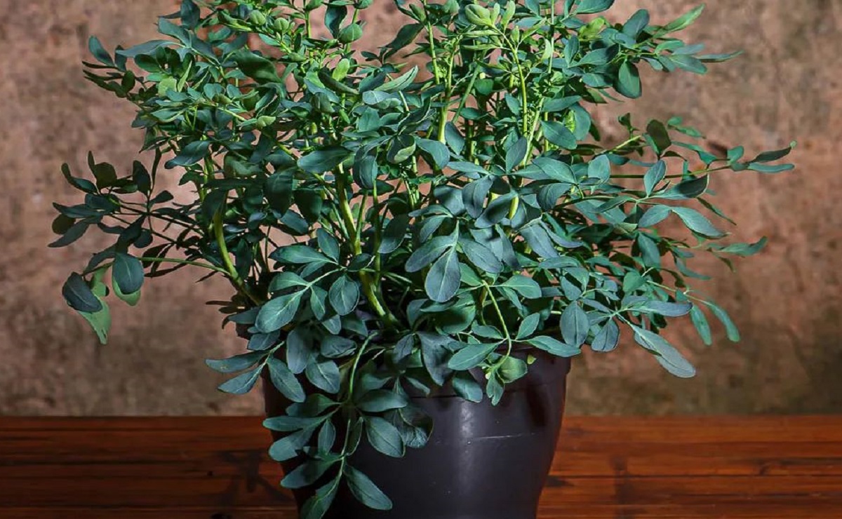 Manutenção e Cuidados com Sua Nova Planta de Arruda - inspiração 1