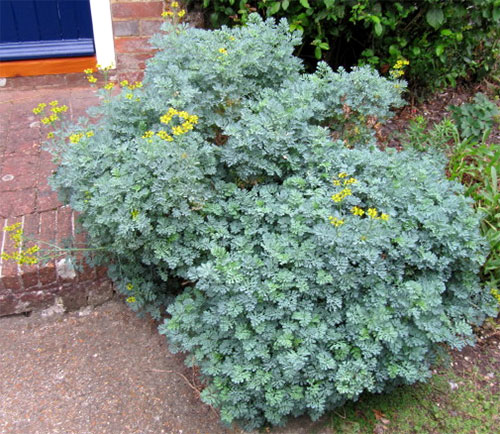 Manutenção e Cuidados com Sua Nova Planta de Arruda - inspiração 2