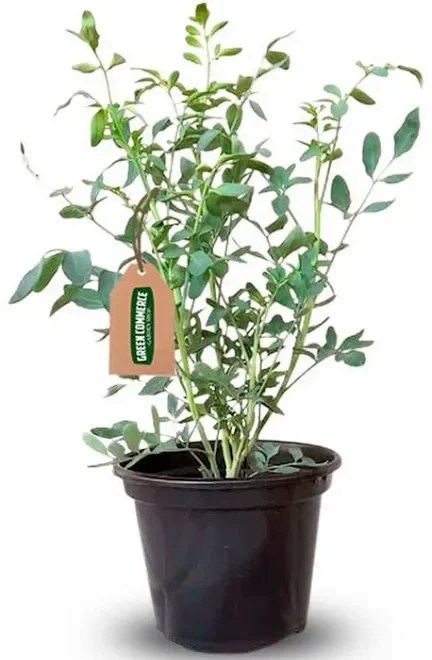 Removendo as Folhas Inferiores da Muda - inspiração 1