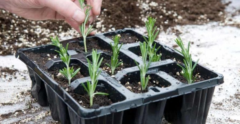 O Que Usar: Água ou Substrato para Enraizar? - inspiração 1