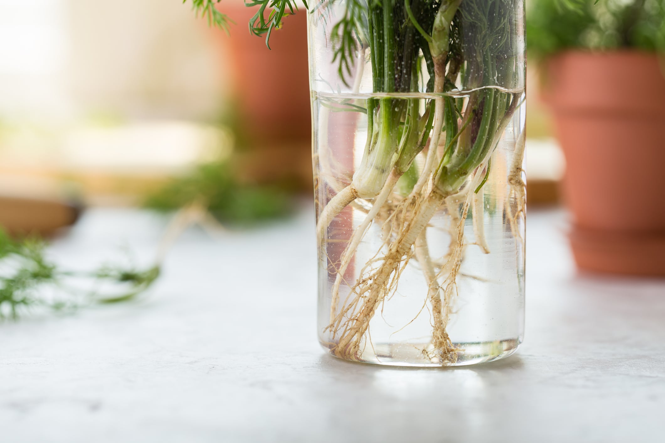 O Que Usar: Água ou Substrato para Enraizar? - inspiração 2