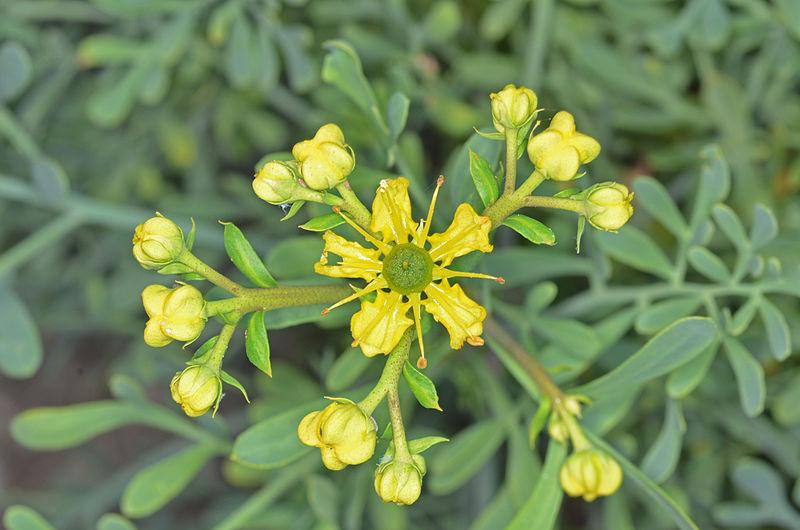 Identificando os Sinais de que a Muda Pegou - inspiração 1