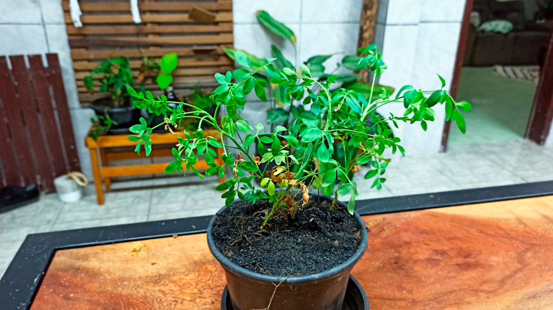 O Transplante da Muda para o Vaso Definitivo - inspiração 1