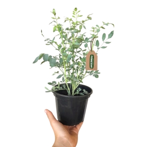 O Transplante da Muda para o Vaso Definitivo - inspiração 2