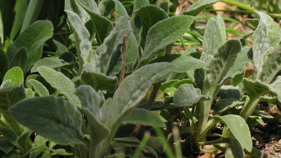 A Origem Curiosa e o Nome Que Pegou - inspiração 1