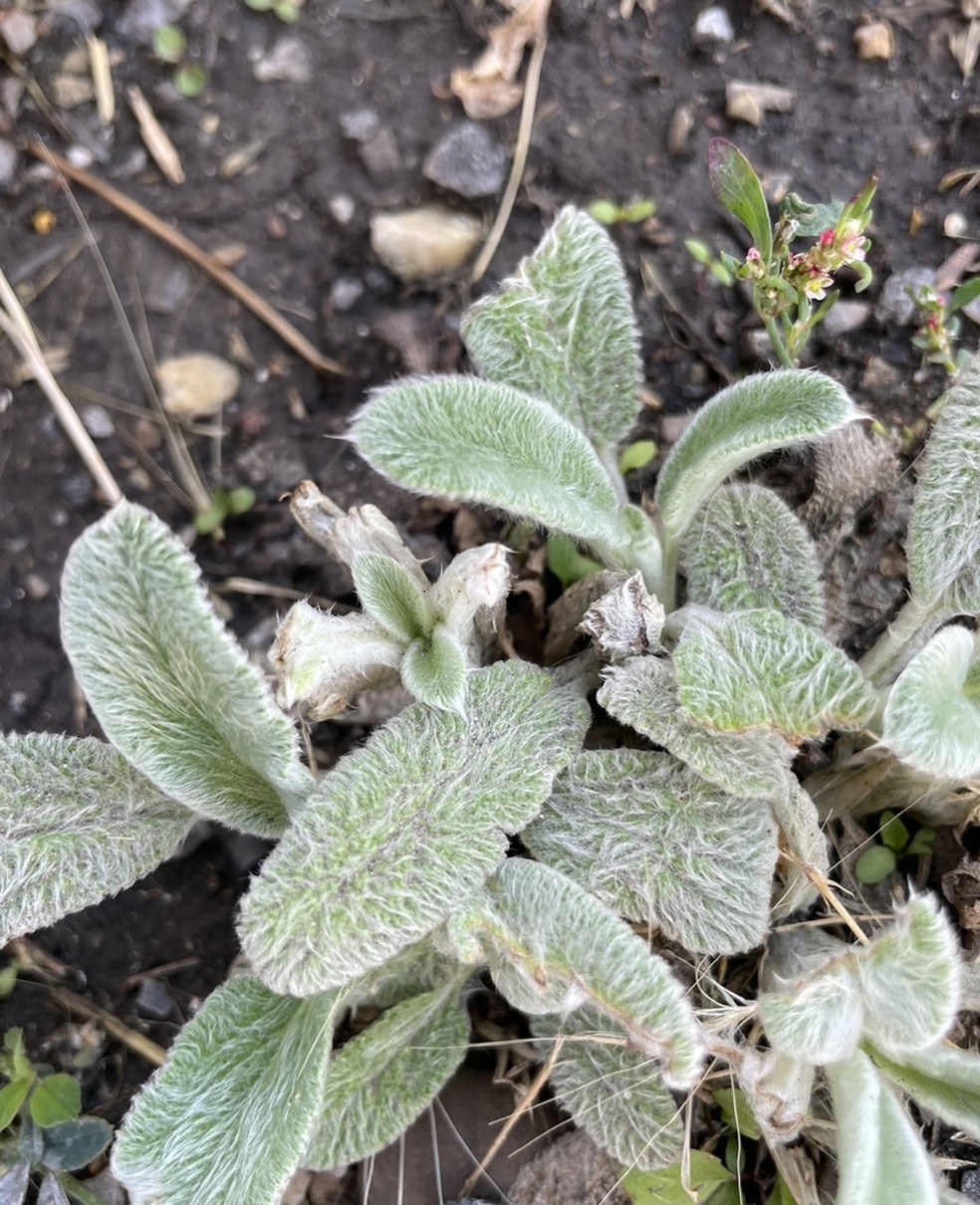 Perguntas Frequentes Sobre o Peixinho da Horta - inspiração 1