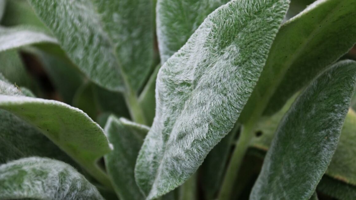 Por Que Essa Planta Se Chama 'Peixinho da Horta'? - inspiração 2
