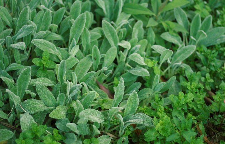 Características Visuais: O Que Faz Ela Parecer um Peixe? - inspiração 1