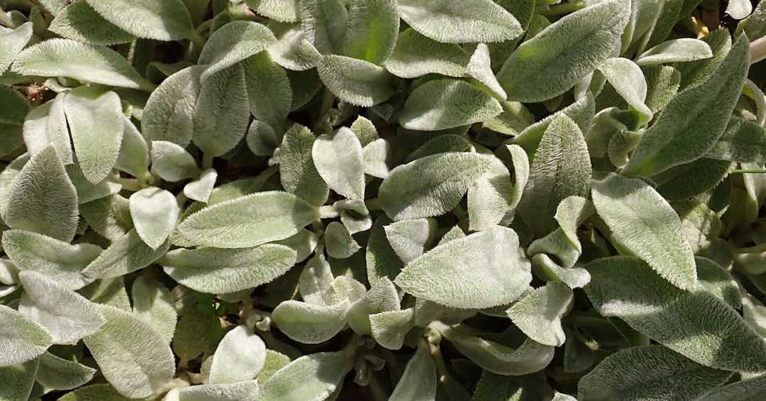 Variedades e Diferenças Sutis Entre Elas - inspiração 1