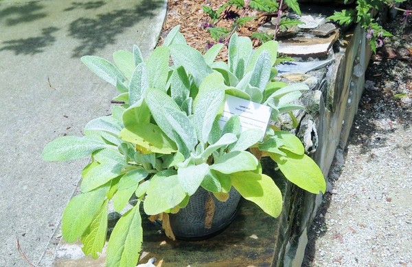 Além da Aparência: Propriedades e Usos Surpreendentes - inspiração 1