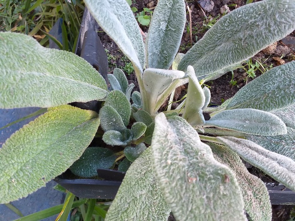 Além da Aparência: Propriedades e Usos Surpreendentes - inspiração 2