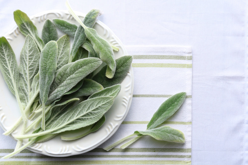 Onde Encontrar e Como Identificar Facilmente - inspiração 2